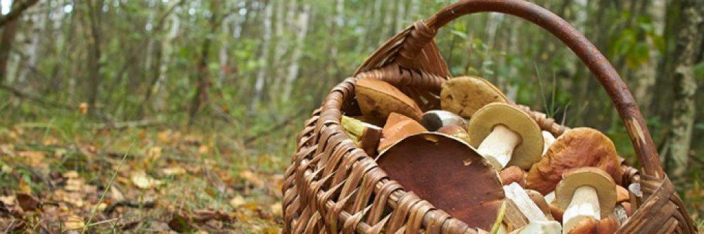 Escapada rural en el Valle de Arán. ¡Los niños viajan gratis !