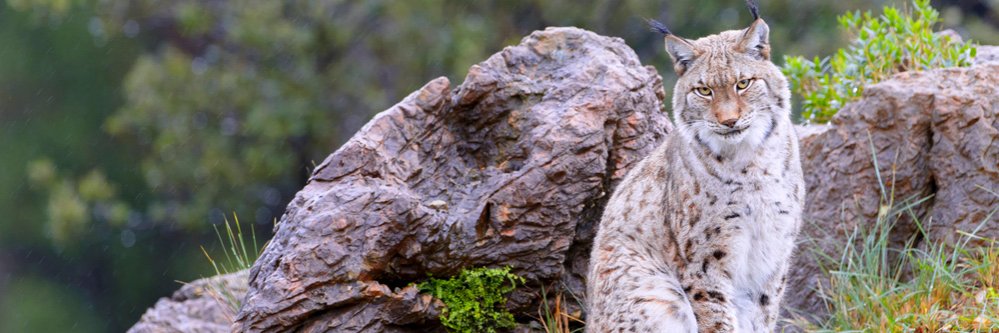 Escápate a Cantabria con entrada al Parque de Cabárceno